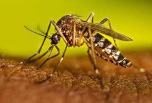 Prevention of Dengue: सीडीएससीओ ने भारत के पहले डेंगू टीके को मंजूरी दी
