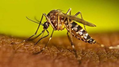 Prevention of Dengue: सीडीएससीओ ने भारत के पहले डेंगू टीके को मंजूरी दी