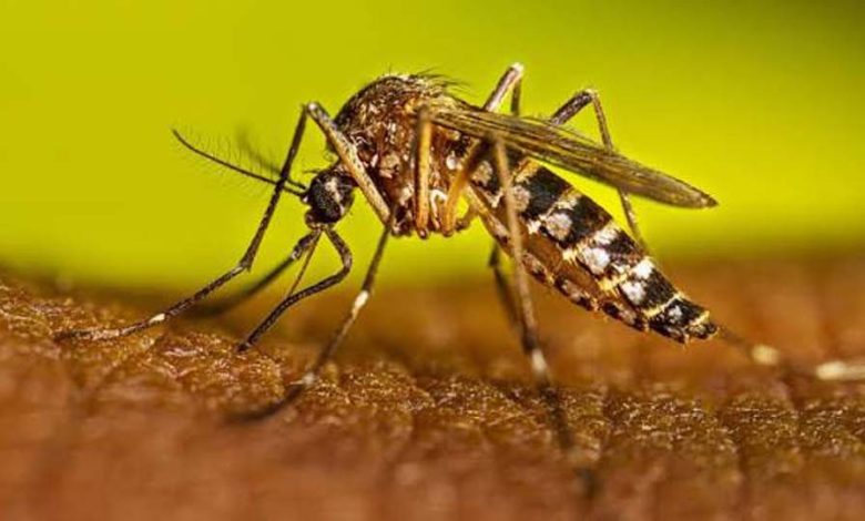 Prevention of Dengue: सीडीएससीओ ने भारत के पहले डेंगू टीके को मंजूरी दी